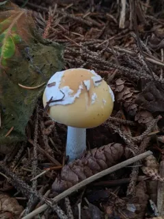 Little Straw-Colored Amanita thumbnail 3