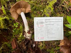 Thaxterogaster montanus thumbnail 2