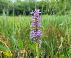 Pickerelweed Shortface thumbnail 4