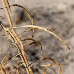 Desert Prince's Plume thumbnail 3