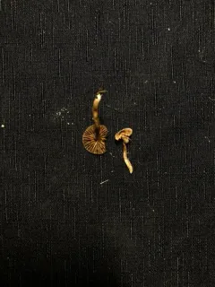willow aldercap thumbnail 2