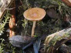 Fell Brownie thumbnail 2