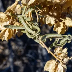 Fourwing Saltbush thumbnail 4