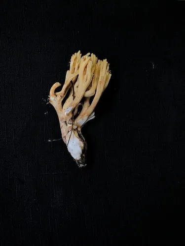Ramaria admiratia