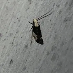 Pavlovski's Monopis Moth thumbnail 4