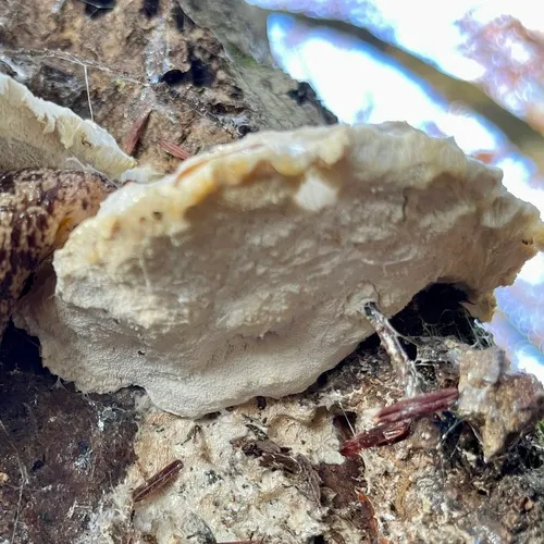 White Cheese Polypore