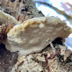 White Cheese Polypore thumbnail 1