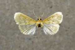 Hahncappsia neobliteralis thumbnail 2