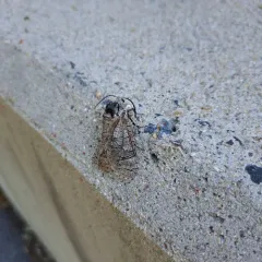 Little Carpenterworm Moth thumbnail 1