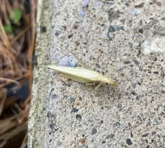 Davis' Tree Cricket thumbnail 4