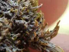 Six-celled Moss Dot Lichen thumbnail 1