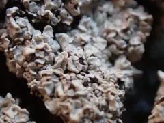 Trapeliopsis glaucopholis thumbnail 1