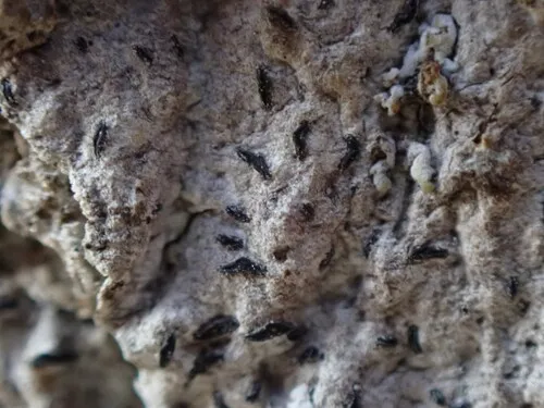 Opegrapha herbarum