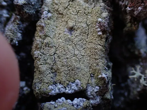 Sulphured Crimson Dot Lichen