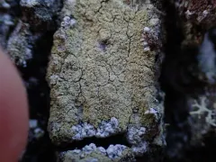 Sulphured Crimson Dot Lichen thumbnail 1