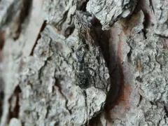 Evotus naso thumbnail 3