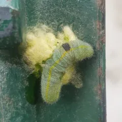 Cabbage White Parasitoid Wasp Bracovirus thumbnail 1