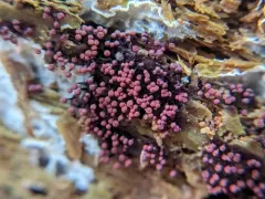 Cribraria purpurea thumbnail 3