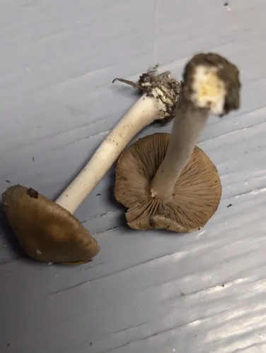 Inocybe ceskae