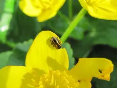 Prasocuris boreella thumbnail 1