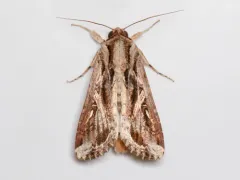 Sweet Potato Armyworm Moth thumbnail 3