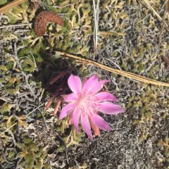 Bitterroot thumbnail 2
