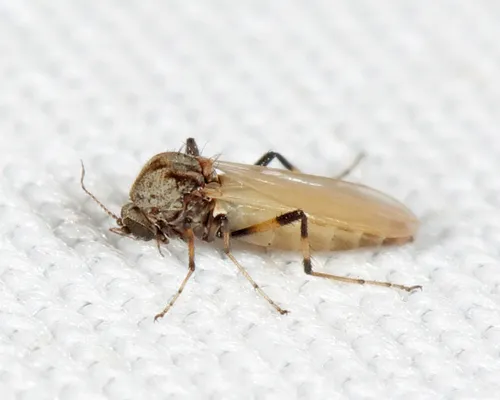 Bezzia nobilis