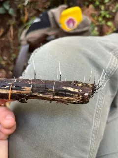Xylaria filiformis thumbnail 2