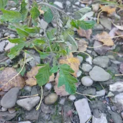 tomato thumbnail 4