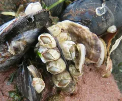 Bay Barnacle thumbnail 1