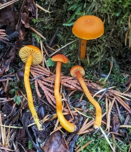 Hygrocybe constans