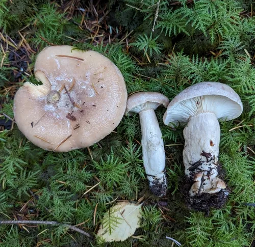 tacked milkcap