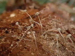 Mycena mucor thumbnail 2