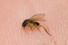 Dohrniphora incisuralis thumbnail 1
