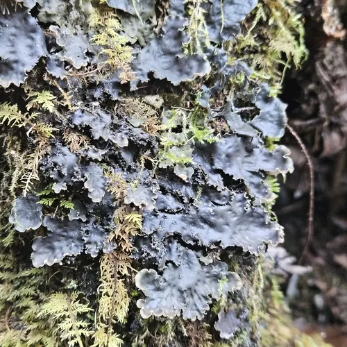 concentric pelt lichen