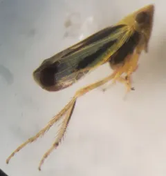 Sorhoanus orientalis thumbnail 2