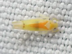 Ossiannilssonola australis thumbnail 2