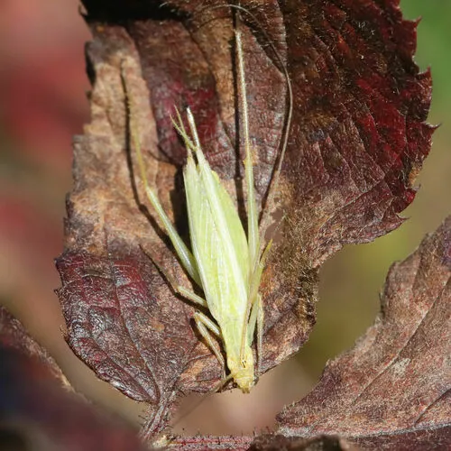 Four-spotted Tree Cricket