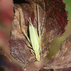 Four-spotted Tree Cricket thumbnail 1