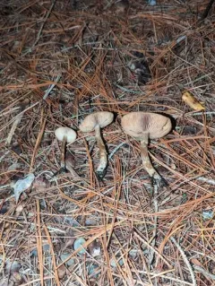 Hebeloma excedens thumbnail 3