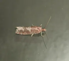 Epinotia arctostaphylana thumbnail 3