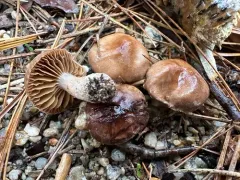 Cortinarius inconspicuus thumbnail 2