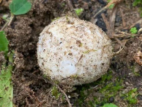 Bovista tomentosa