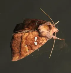 Loosestrife Borer Moth thumbnail 3
