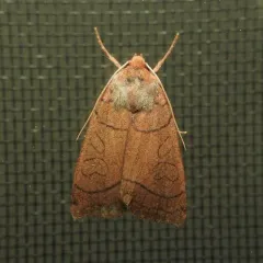 Unsated Sallow thumbnail 2