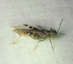 Lake Huron Locust thumbnail 3