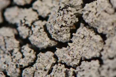 Trapeliopsis glaucopholis thumbnail 2