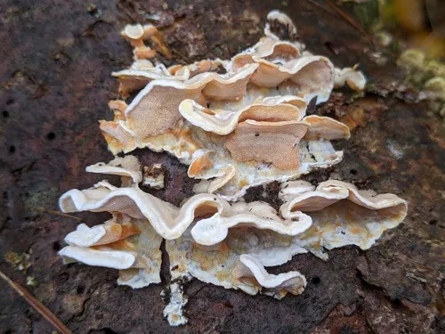 Skeletocutis amorpha