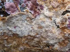 Botryobasidium vagum thumbnail 1