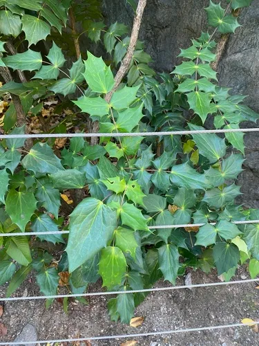 leatherleaf mahonia
